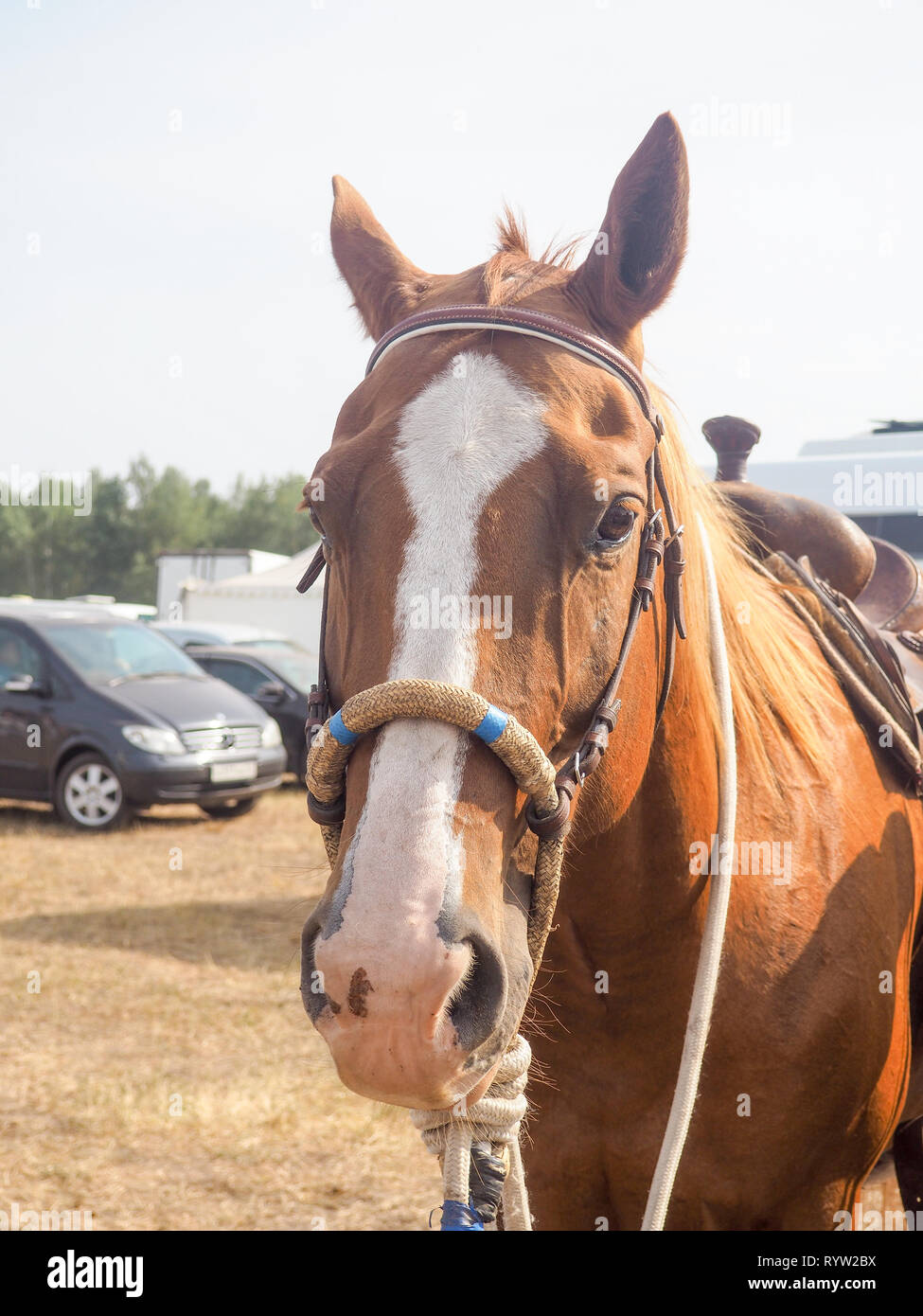 Braunes Pferd mit Zügel. Nahe der schönen Pferd Gesicht. In FARM stehen im Freien und Blick in die Kamera. Stockfoto