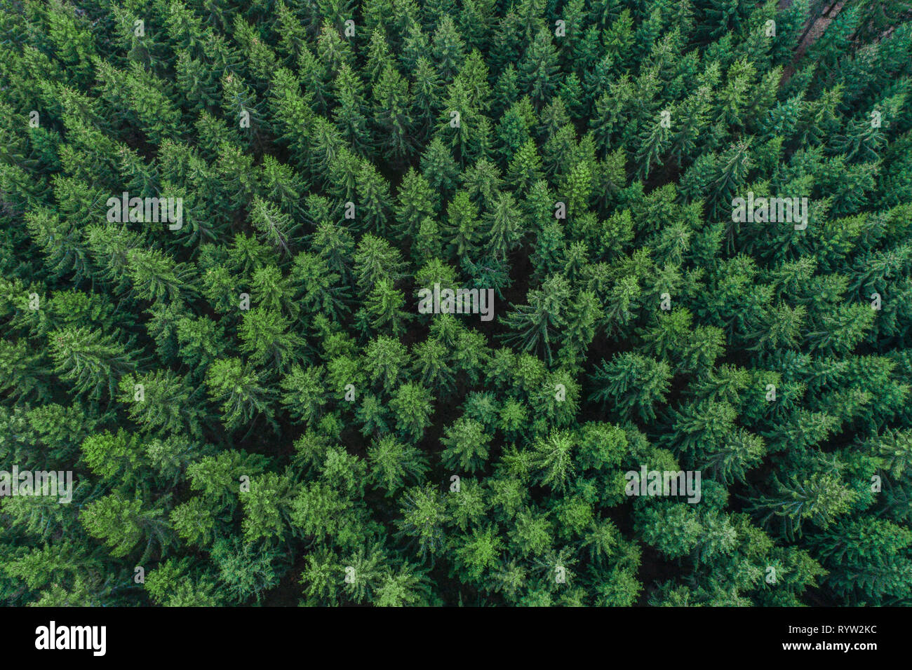 Grüne Nadelbäume Baumkronen im Wald - Luftbild, Deutschland Stockfoto