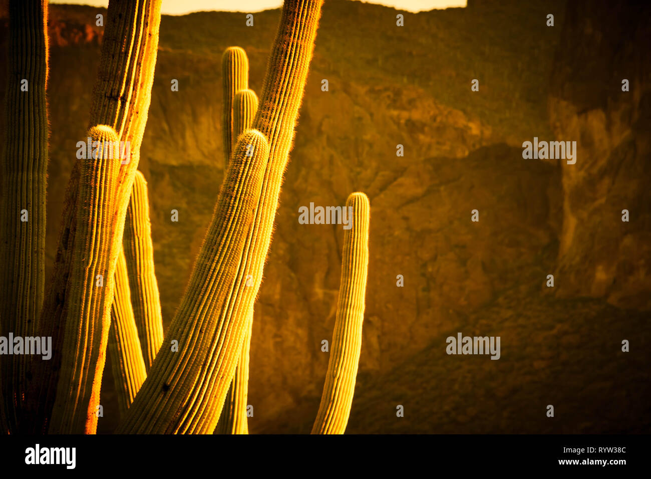 Detail der Arme eines Saguaro Kaktus Seite lite von der aufgehenden Sonne mit einer Klippe, in der Ferne als Kulisse. Stockfoto