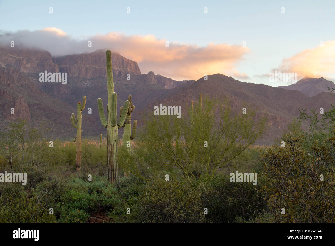 Die Superstition Mountains von Arizona im Morgenlicht mit Saguaro Kaktus und Wolken. Stockfoto