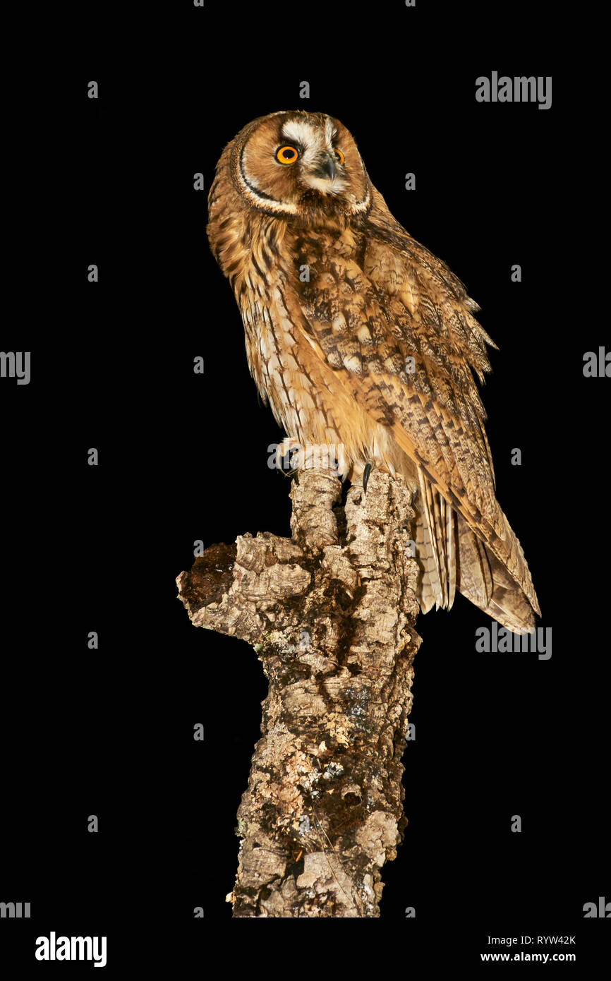 Owl Junge. Asio Otus. Nacht Vogel Europas Stockfoto