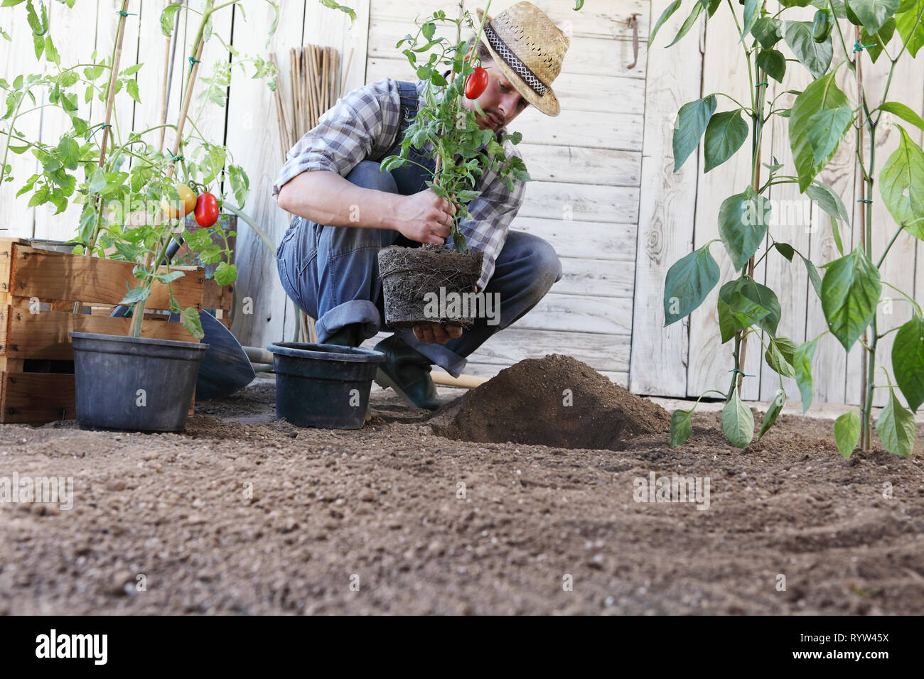 Man Werk aus Tomaten aus den Töpfen in den Boden der Gemüsegarten, Werke zu wachsen und mehr produzieren, Bild mit Kopie Raum Stockfoto