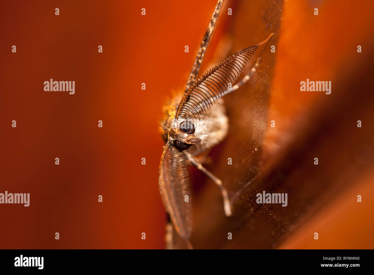 Schwammspinner (Lymantria dispar) Nacht Motte sitzt an der Wand in der Nacht Stockfoto