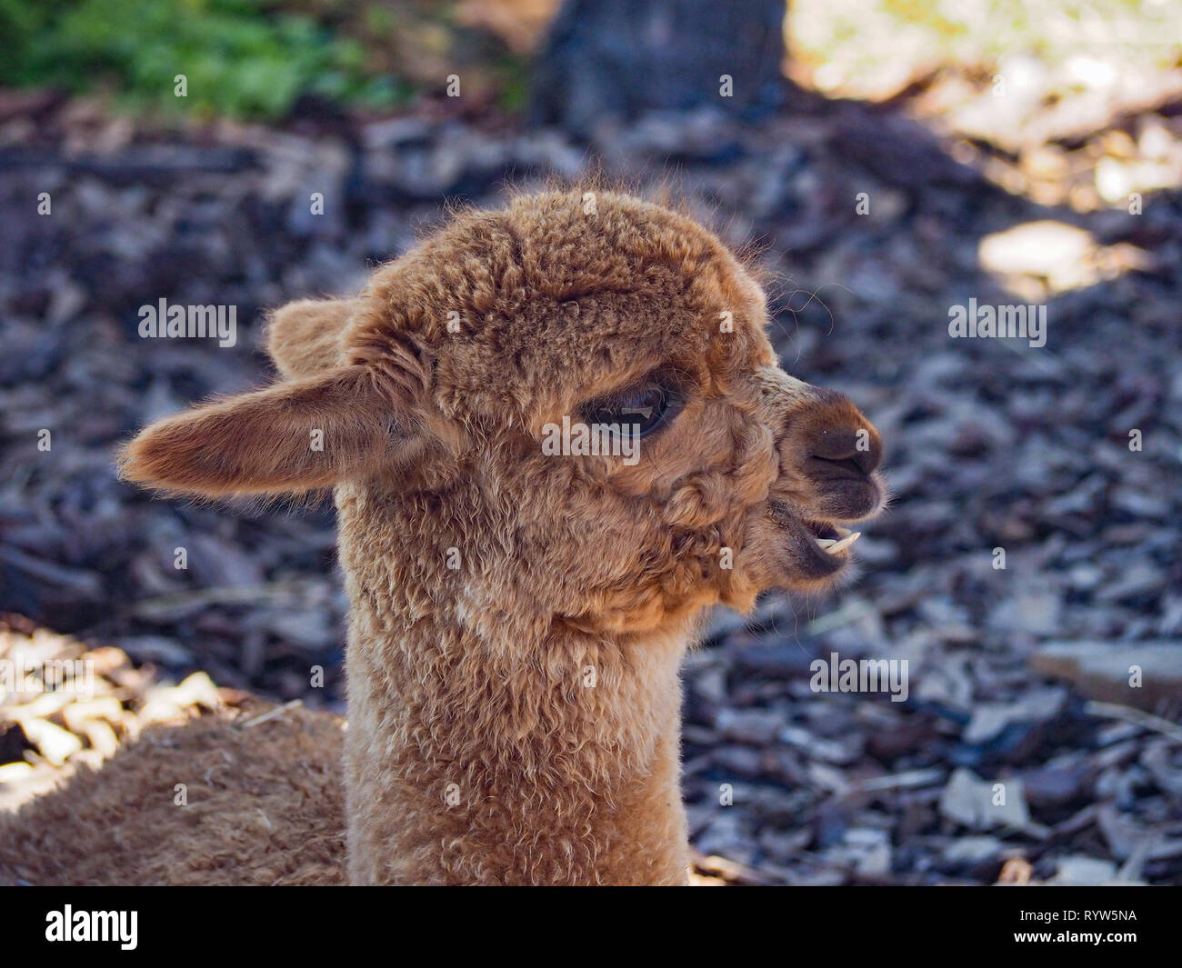 Junge Braune Alpaka Stockfoto