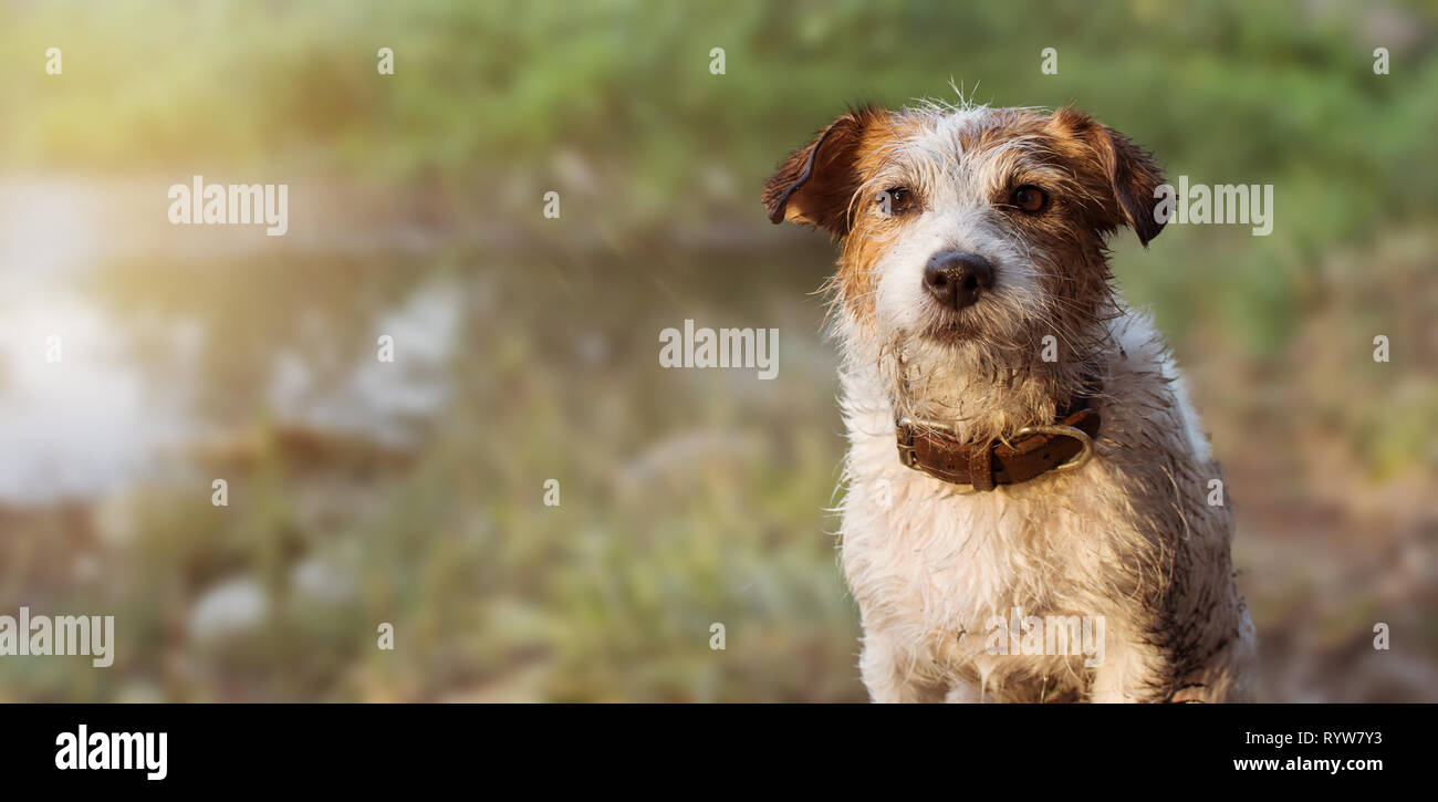 BANNER DIRTY JACK RUSSELL HUND NACH DEM SPIEL IN ein SCHLAMMLOCH. Stockfoto