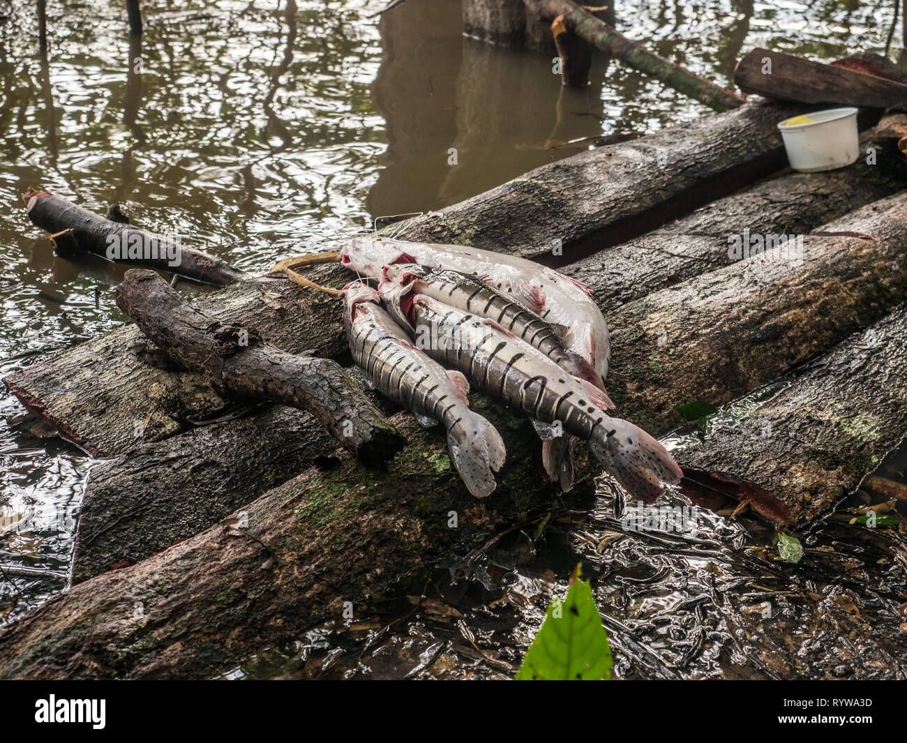 Fische auf der Plattform in den Urwald des Amazonas. Wolkenstein. Lateinamerika. Stockfoto