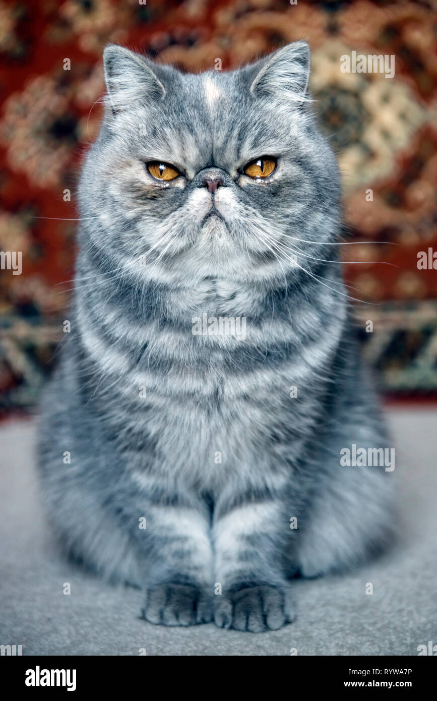 Porträt eines exotischen cat Stockfoto