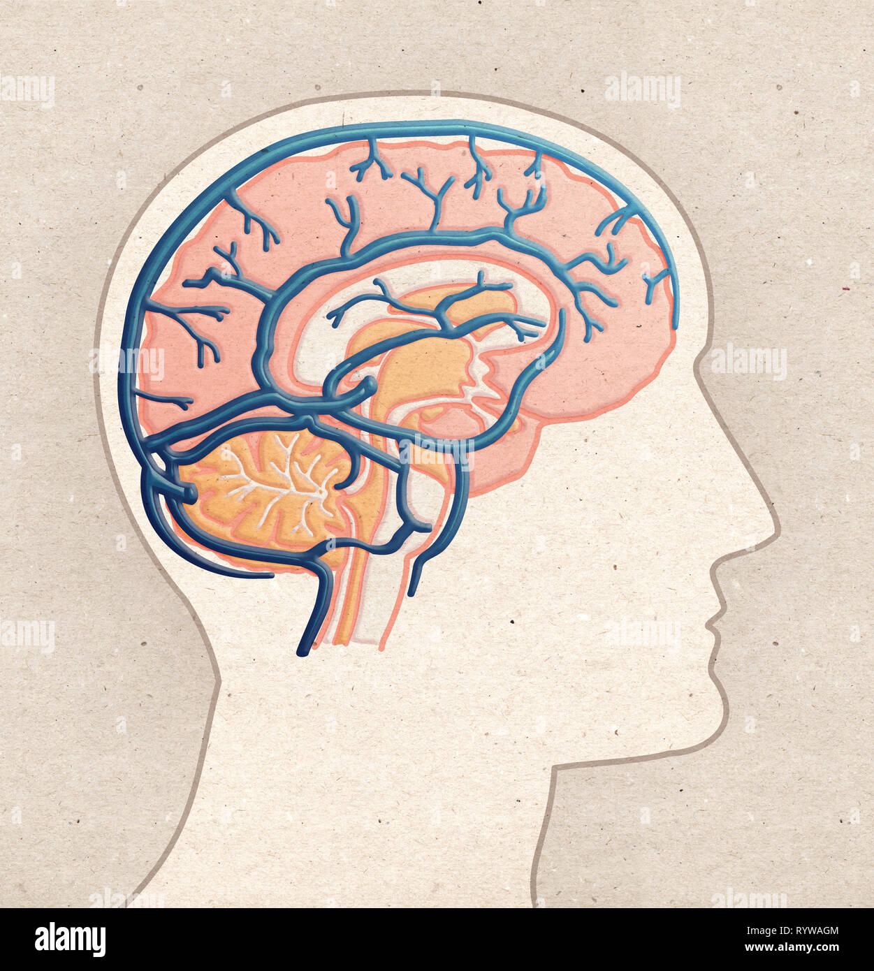 Die menschliche Anatomie Zeichnung - Profil Kopf mit Gehirn Venen Stockfoto