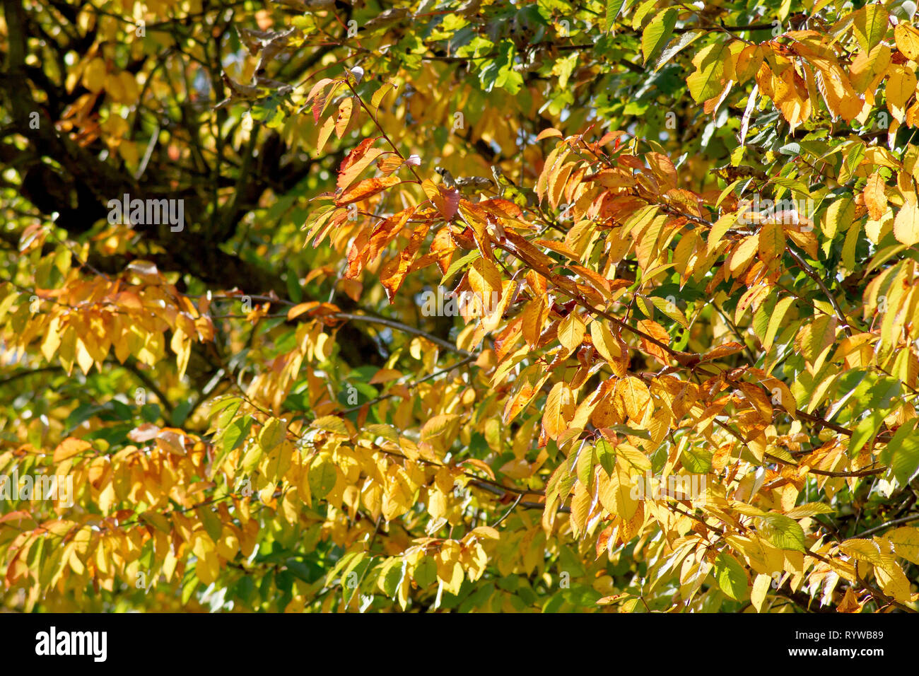 Wilde Kirsche (Prunus Avium), einer beleuchteten Schoß der Blätter als sie Farbe im Herbst ändern. Stockfoto
