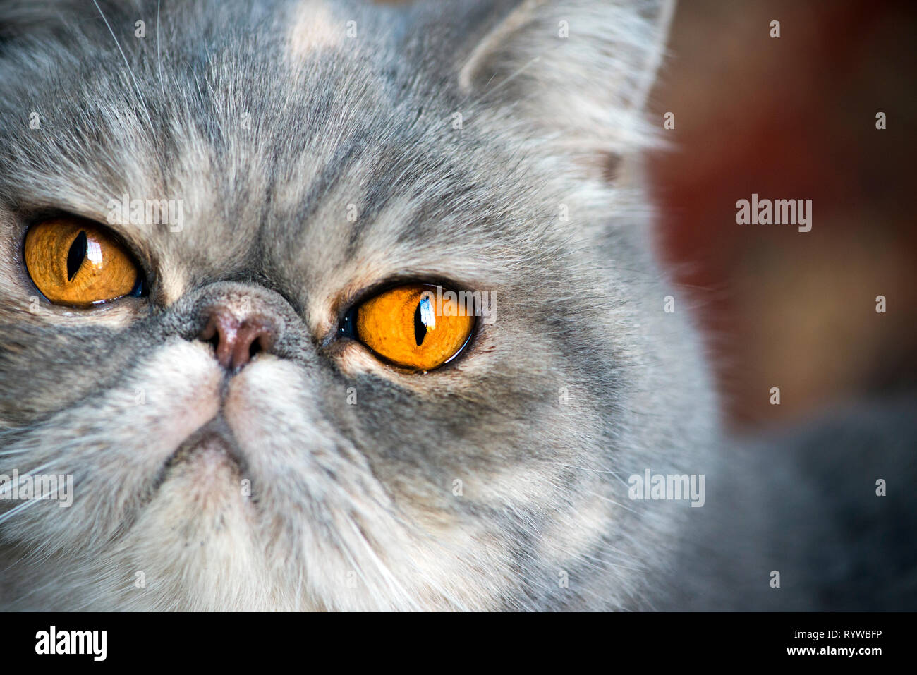 Porträt eines exotischen cat Stockfoto