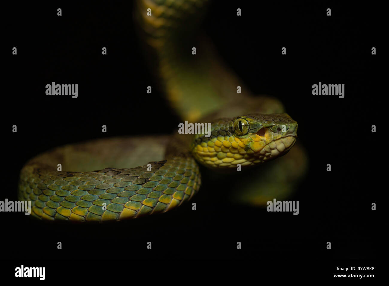 Seitenansicht des Bambus Pit Viper - Ein älterer Name gramineus, Satara, Maharashtra, Indien Stockfoto