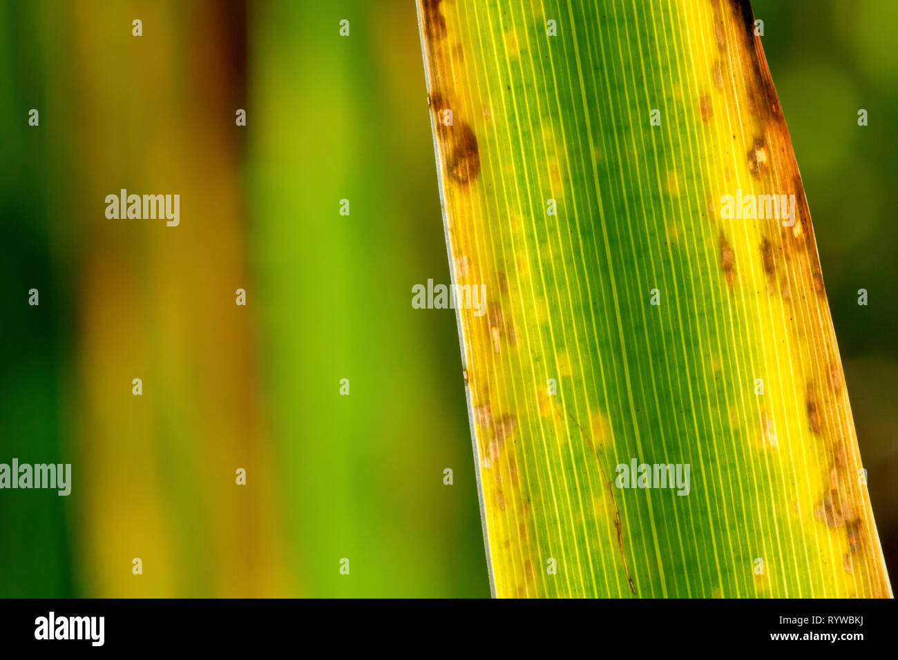 Nahaufnahme einer hinterleuchteten Gelbe Iris leaf wie stirbt sie zurück und ändert die Farbe im Herbst. Stockfoto