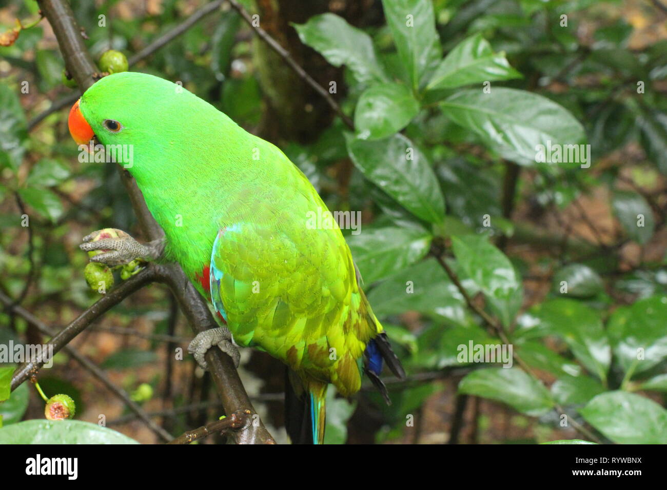 Ich halte dieses Bild in Singapur, das ist die Eclectus Parrot ist ein Papagei native auf den Salomonen, Sumba, Neu Guinea, und die nahe gelegenen Inseln, Stockfoto