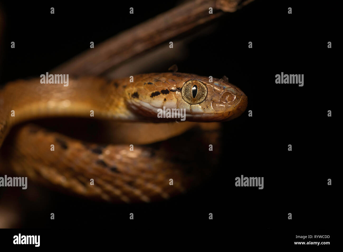 Seite Kopf geschossen von Ceylon Katze Schlange - Boiga ceylonensis, Satara, Maharashtra, Indien Stockfoto