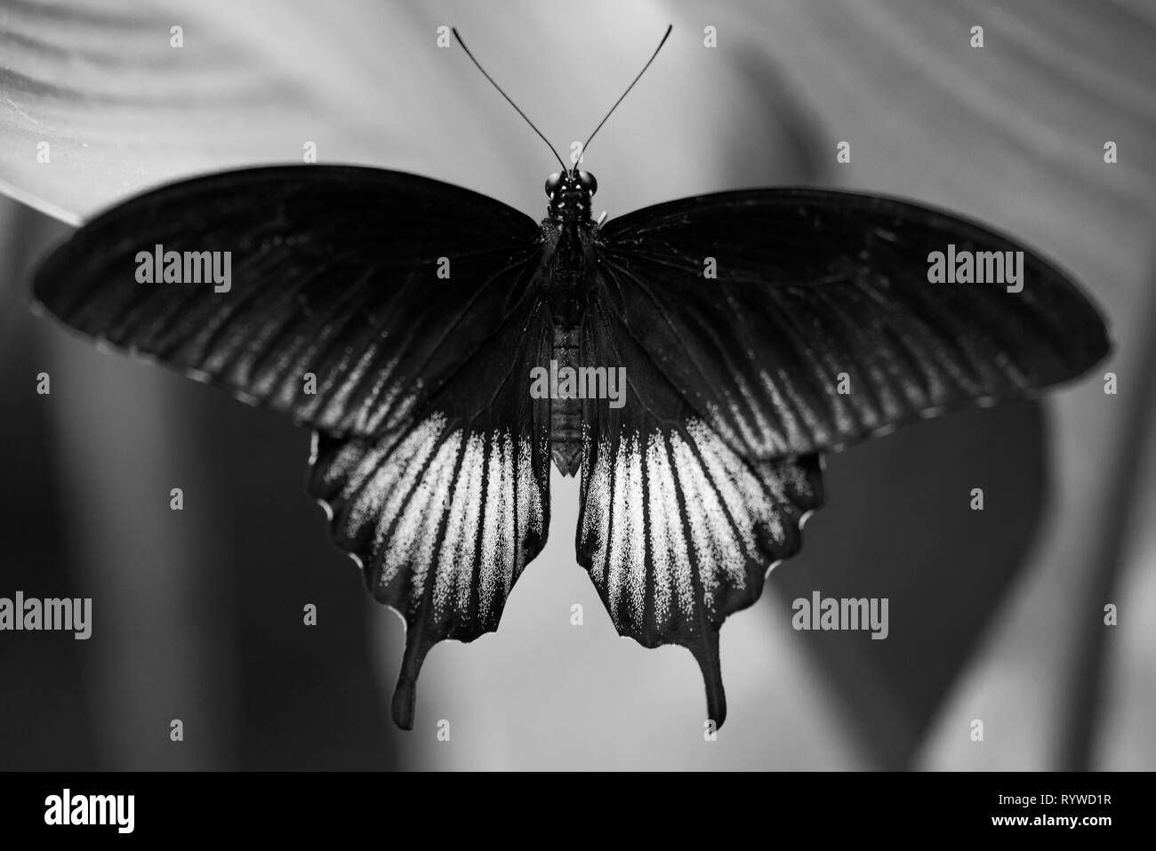 Nahaufnahme von einem wunderschönen schwarzen und weißen Schmetterling ruht auf einem Blatt. Stockfoto