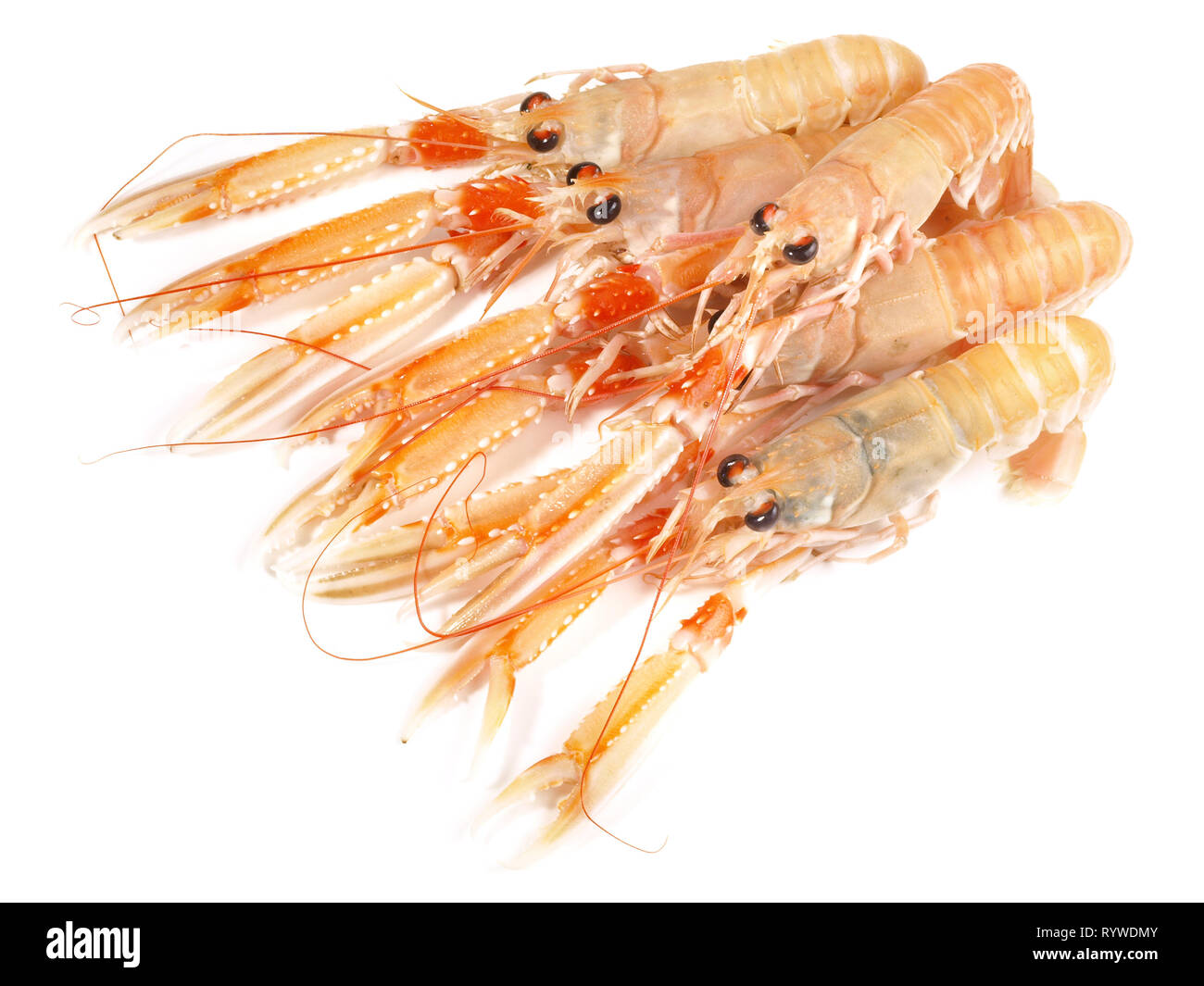 Imperial Granat, Nephrops norvegicus auf weißem Hintergrund Stockfoto