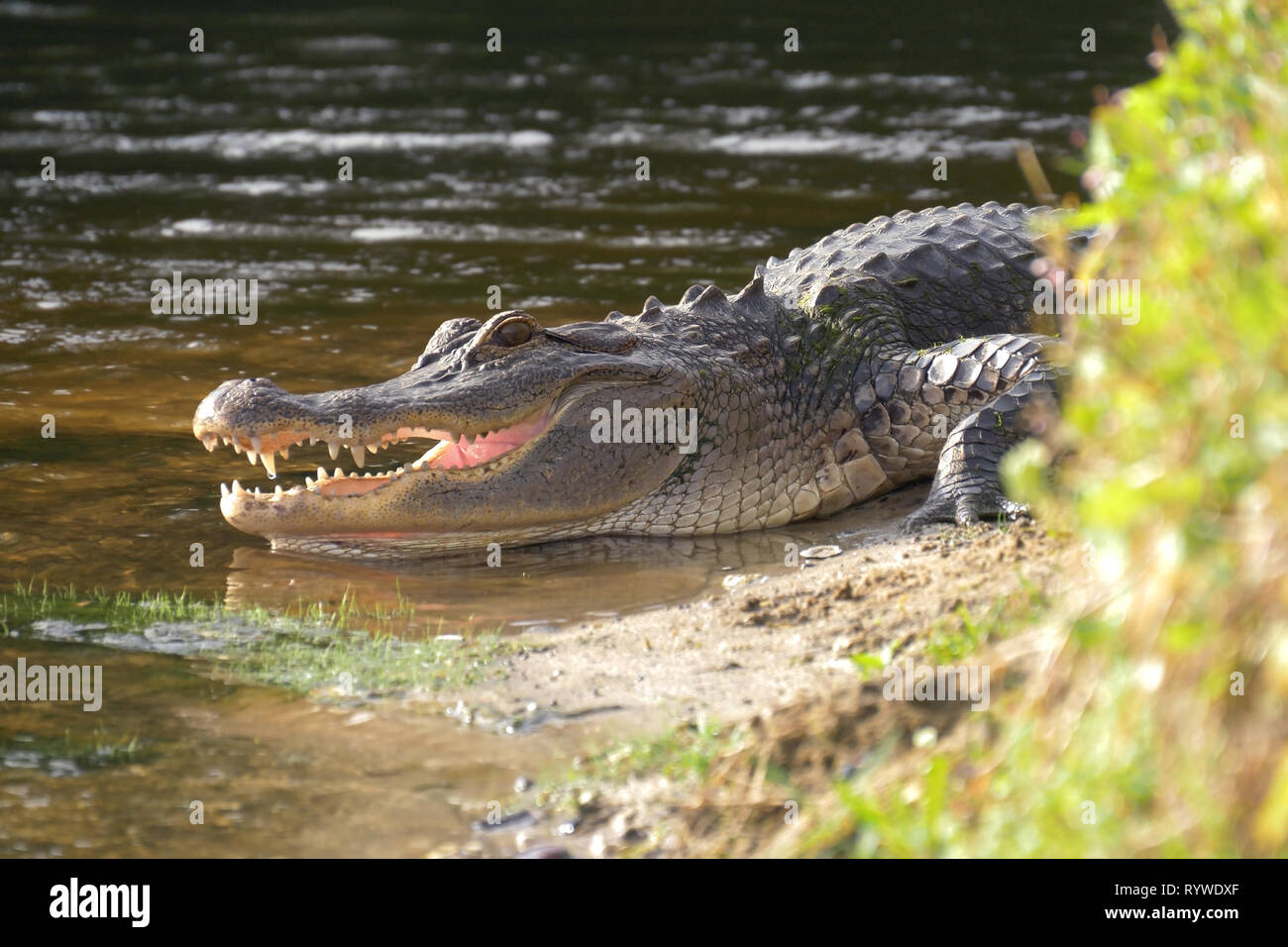 Alligator am Ufer des Sees liegt in der Nähe der Wasser mit offenem Mund in einen natürlichen Lebensraum. Alligator Festlegung in der Nähe von einem Teich mit seinen Mund öffnen. Alli Stockfoto
