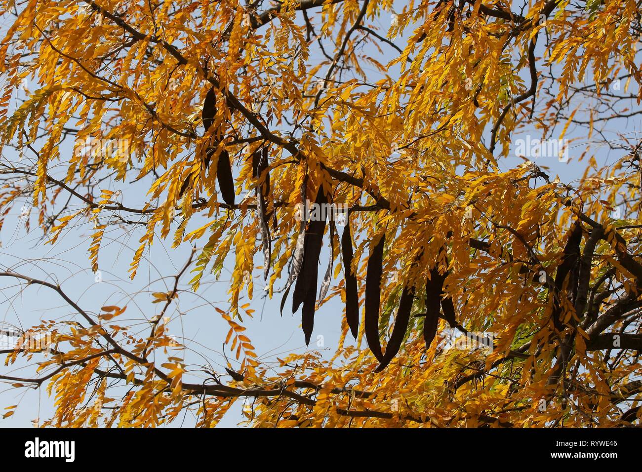 Bukarest, Rumänien - 17. Oktober 2018: Carob Obst Hülsen und gelbe Blätter eines Johannisbrotbaum in einem Park in Bukarest. Stockfoto