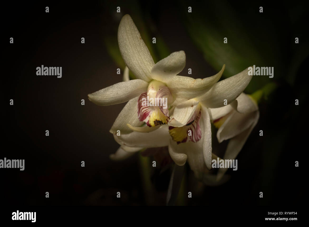 Eria coronaria Orchidee, durgapur Dorf, Assam, Indien Stockfoto
