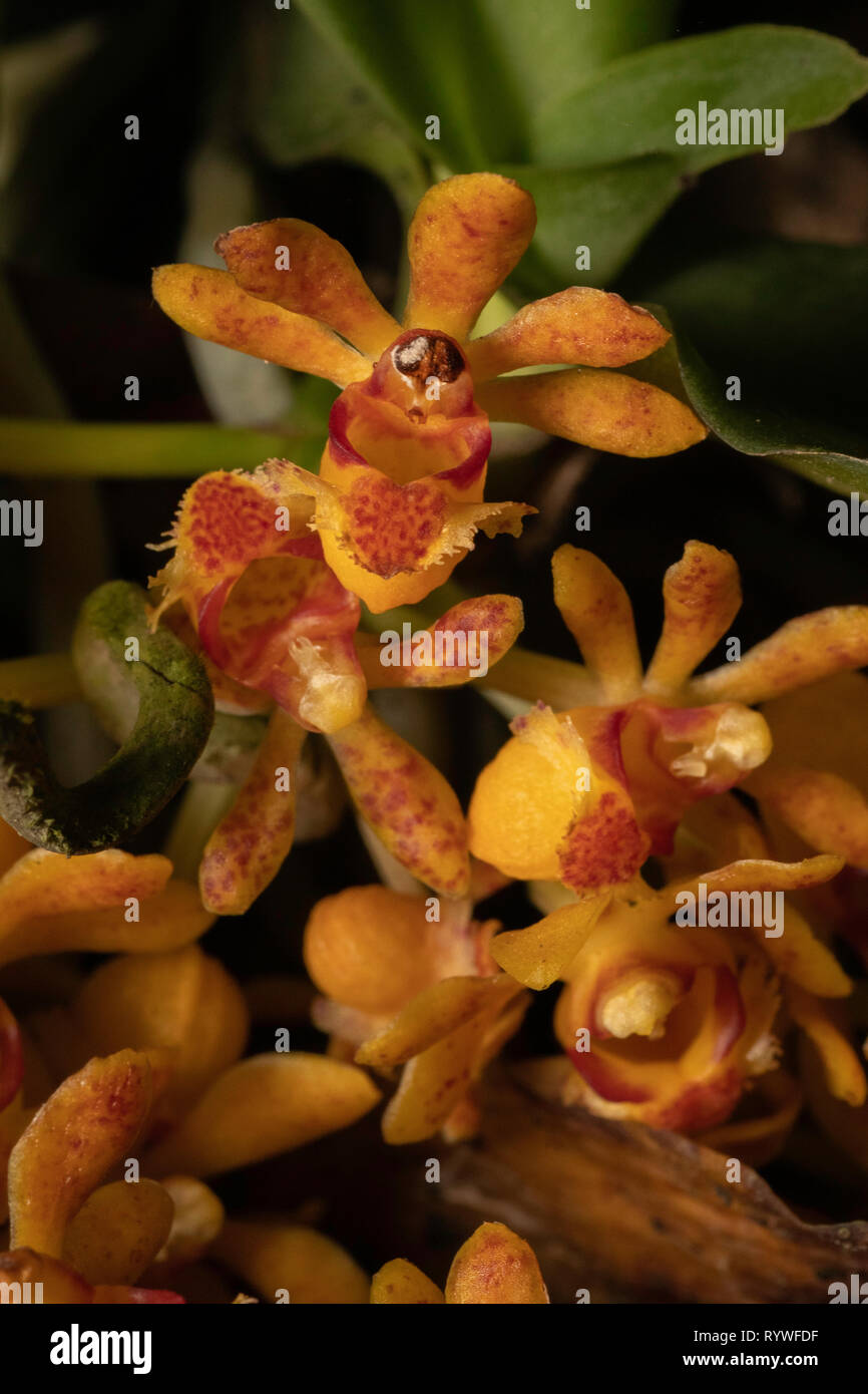 Gastrochilus dasypogon, durgapur Dorf, Assam, Indien Stockfoto