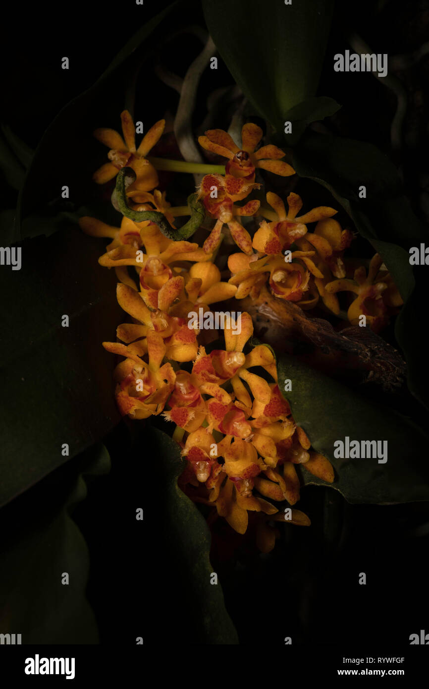 Gastrochilus dasypogon Orchidee, durgapur Dorf, Assam, Indien Stockfoto