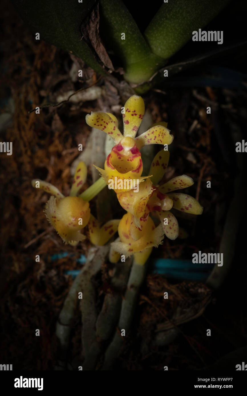Gastrochilus desypogon, durgapur Dorf, Assam, Indien Stockfoto
