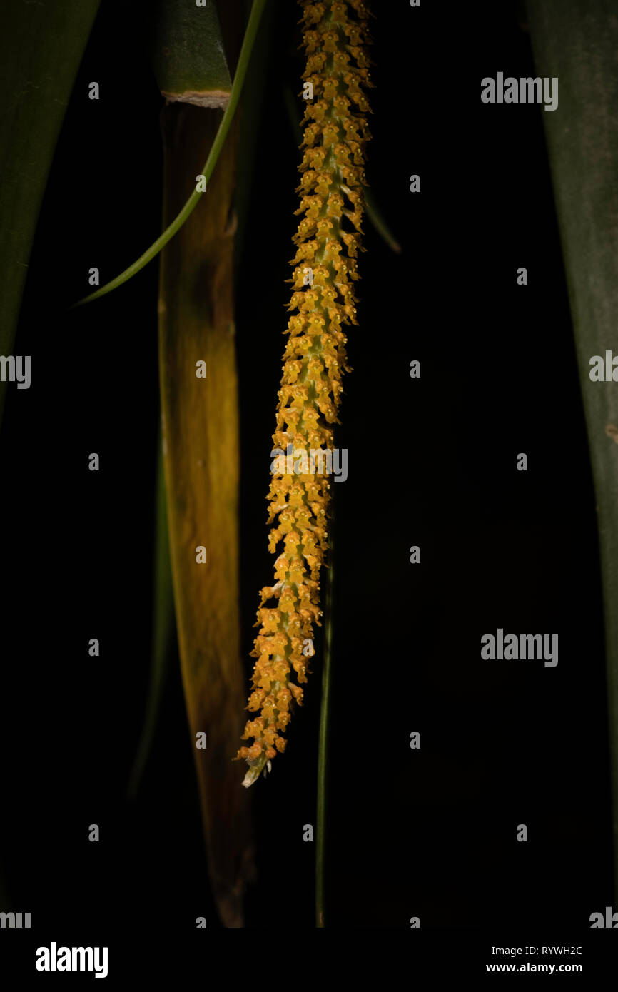 Orchid Flower von Oberonia acaulis, durgapur Dorf, Assam, Indien Stockfoto