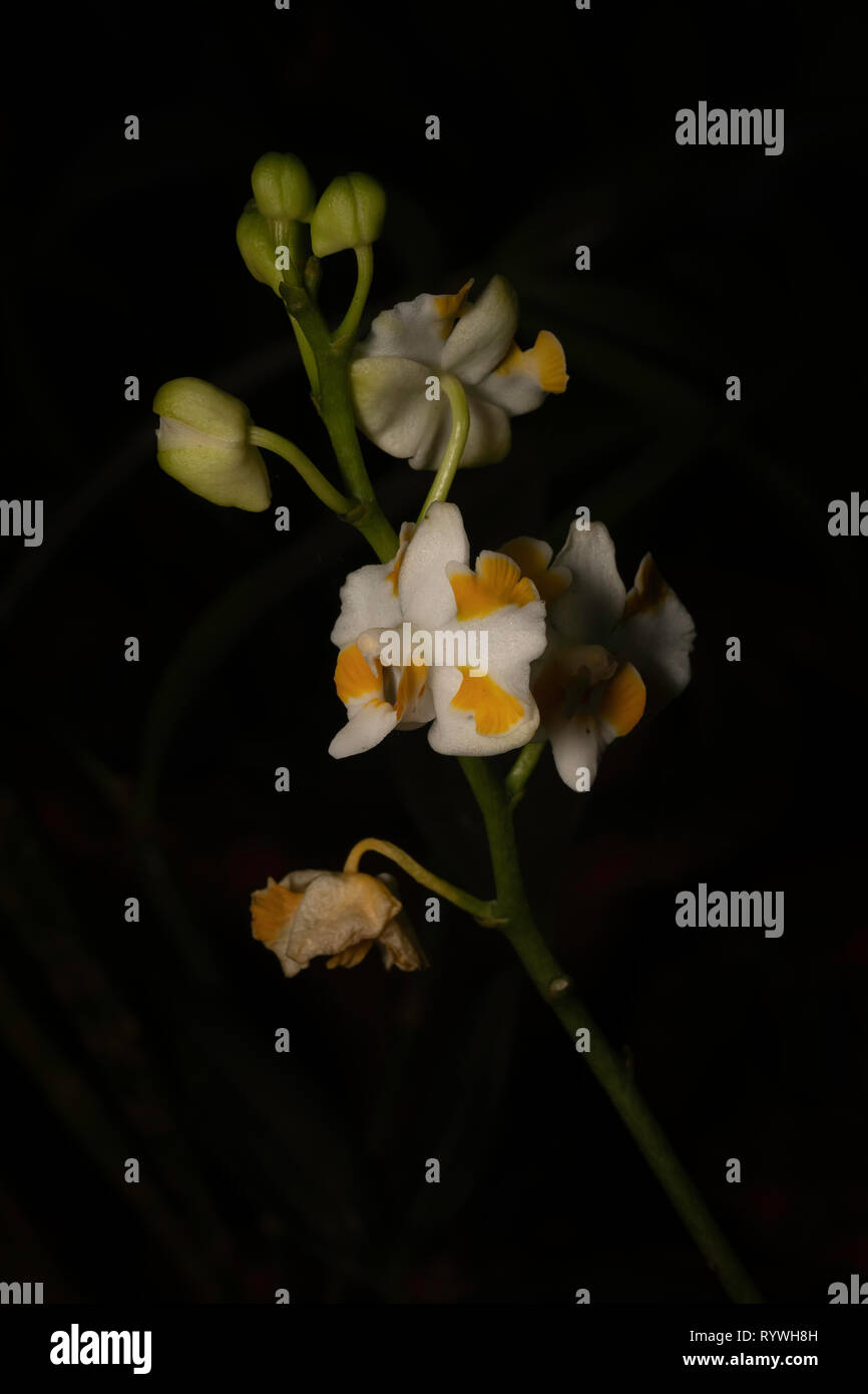 Phalaenopsis Orchidee, Durgapur pulcherrima Dorf, Nagaland, Indien Stockfoto