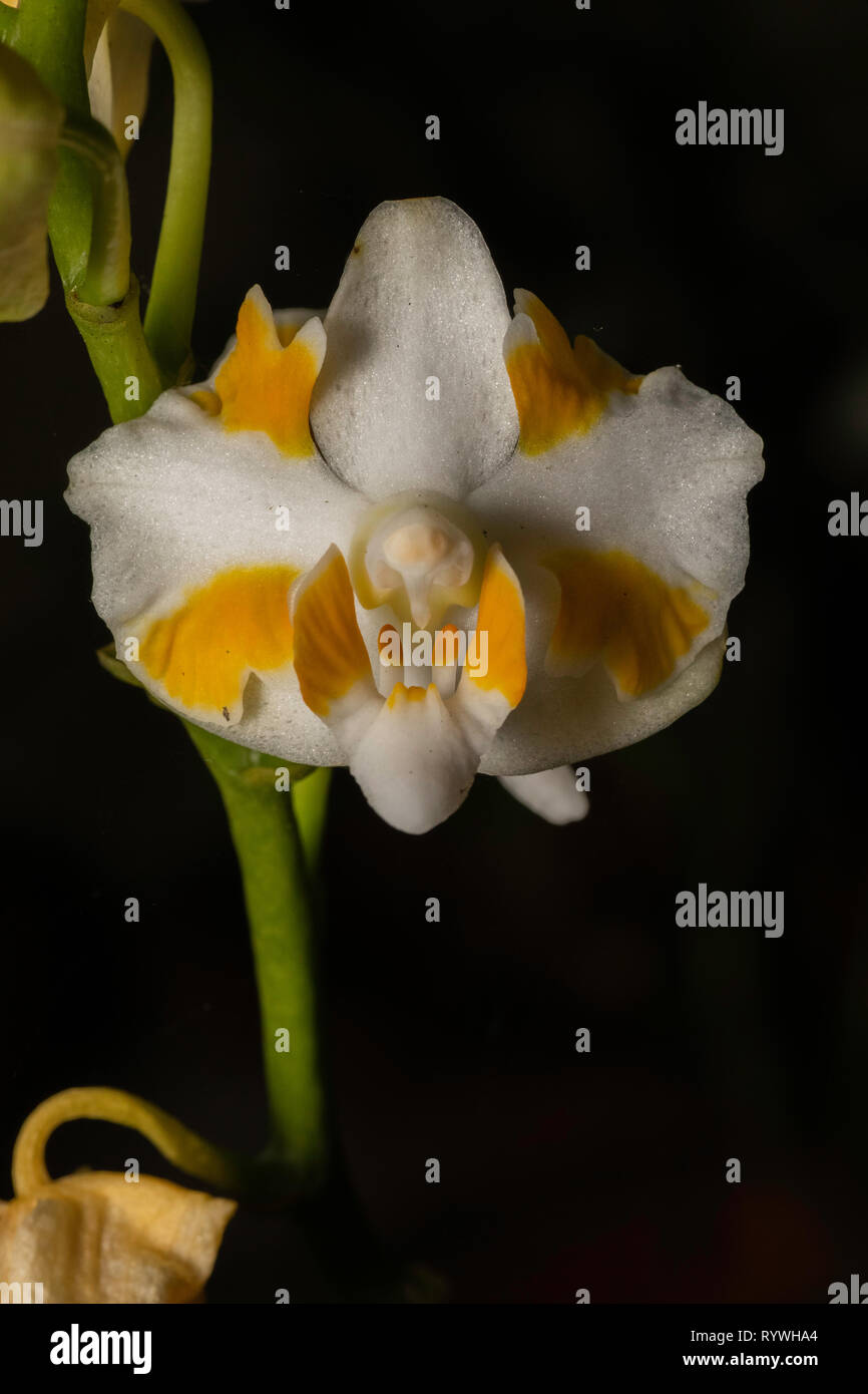 Orchidee Phalaenopsis pulcherrima, durgapur Dorf, Nagaland, Indien Stockfoto