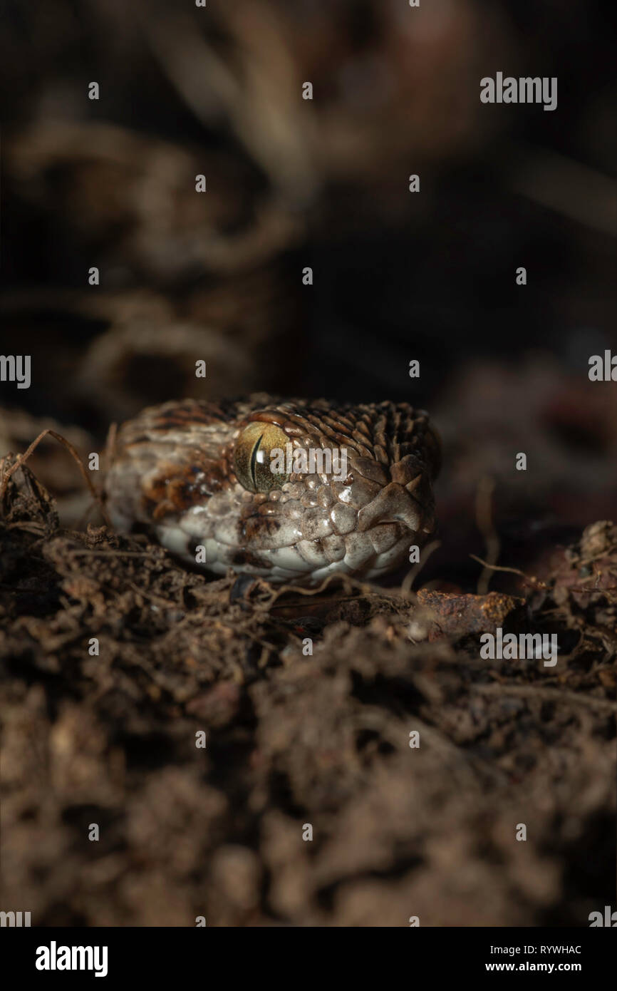 Leiter der Säge skaliert Echis Carinatus carinatus Viper-, Satara, Maharashtra, Indien Stockfoto