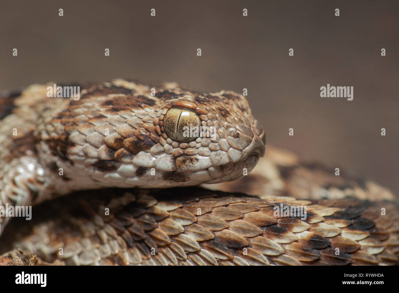 Kopf seitliche Aufnahme der Säge skaliert Echis Carinatus carinatus Viper-, Satara, Maharashtra, Indien Stockfoto