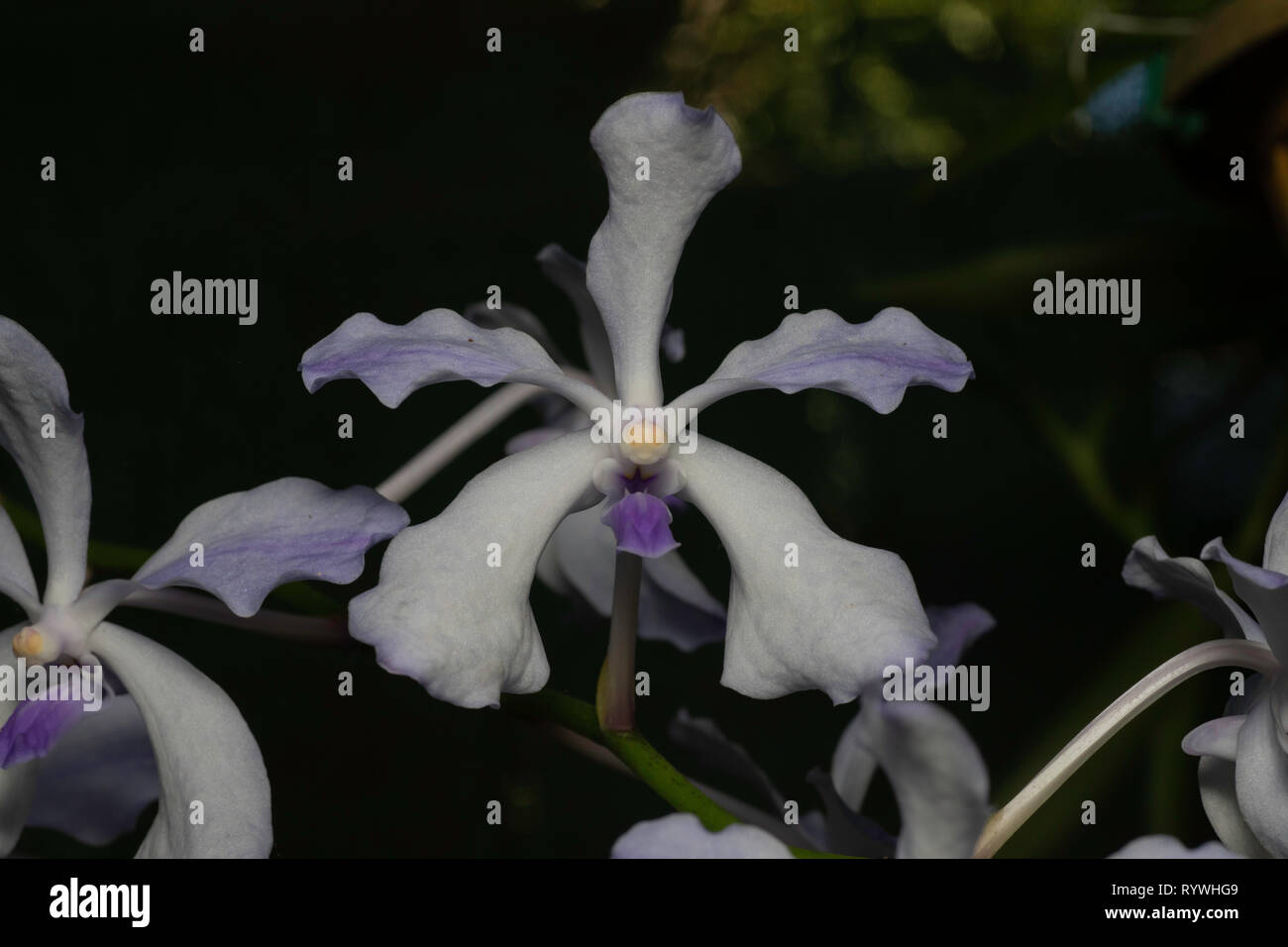Orchid Flower von Vanda coerule, durgapur Dorf, Nagaland, Indien Stockfoto