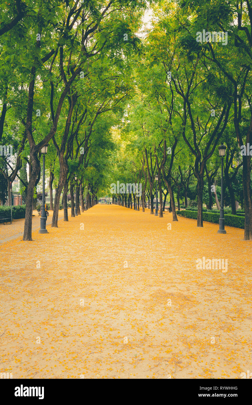 Stadt ​​Park in Sevilla, Sommer, Blütezeit der Acacia Stockfoto