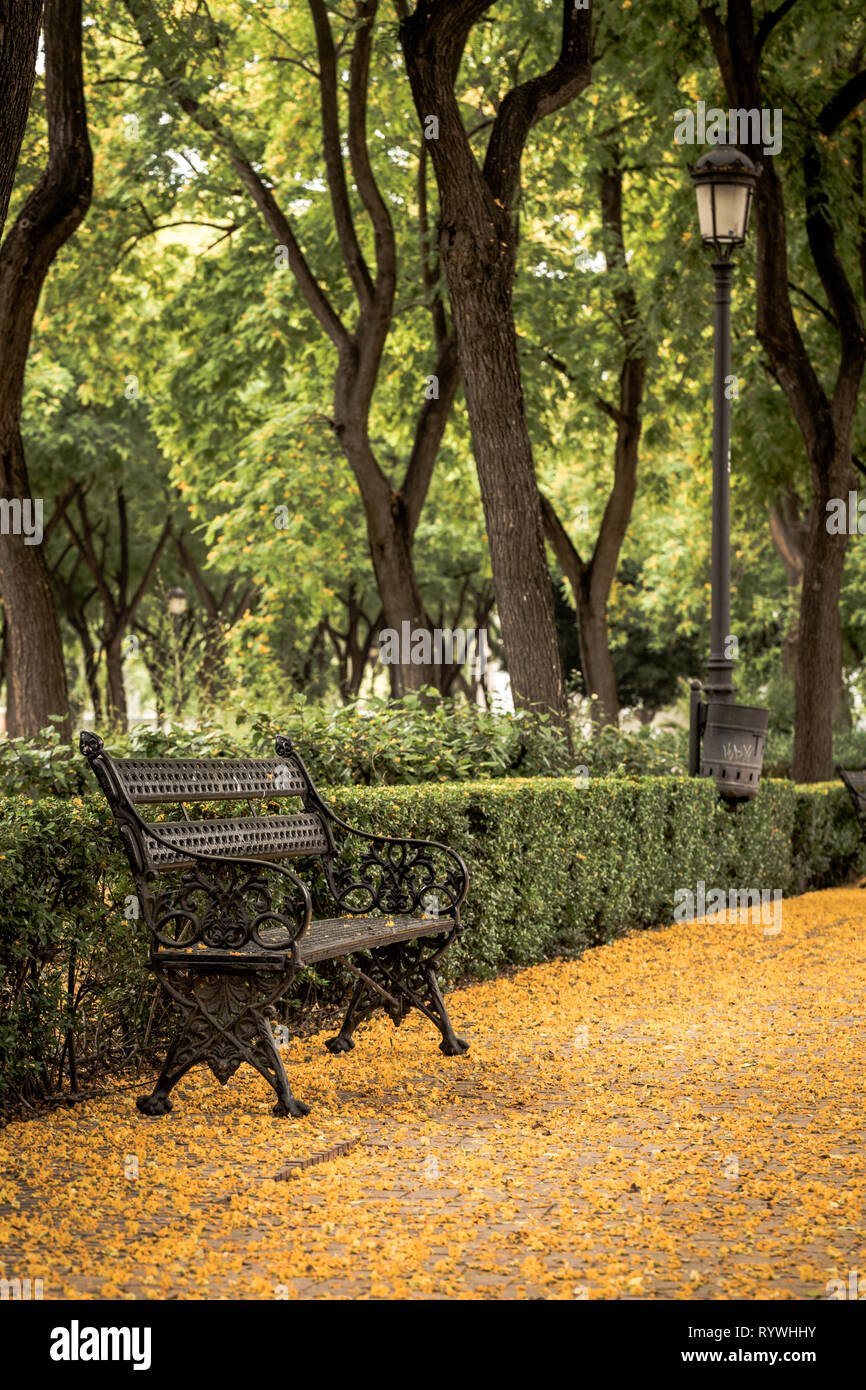 Stadt ​​Park in Sevilla, Sommer, Blütezeit der Acacia Stockfoto