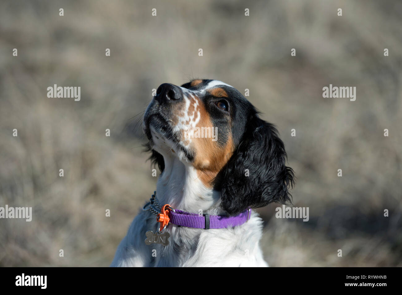 Vier-und-einen halben Monat alt English Setter Welpen bis auf Trainer suchen Stockfoto