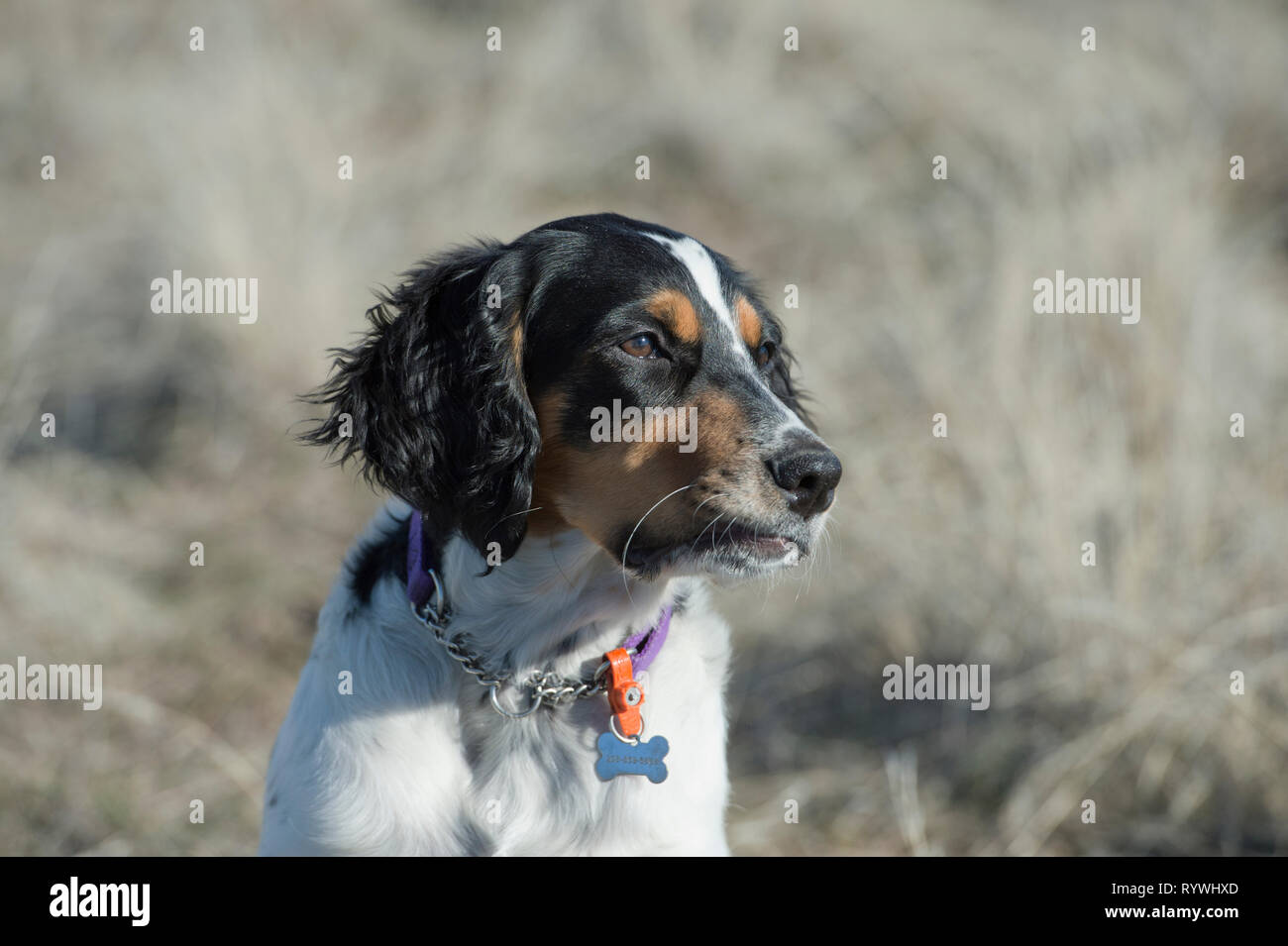 Vier-und-einen halben Monat alt English Setter Welpen Stockfoto