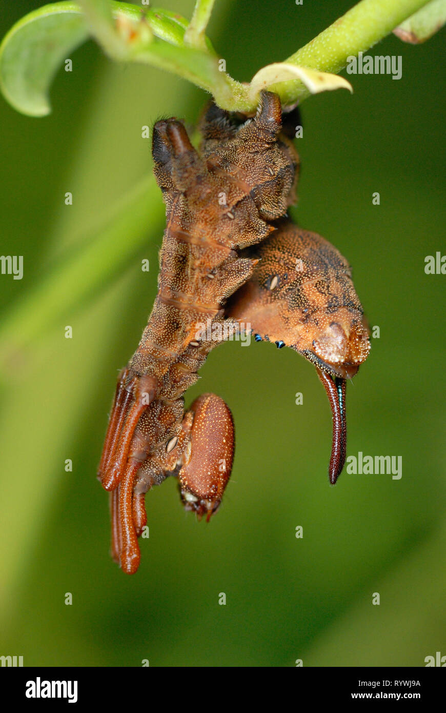 Seltsame Lobster Moth Caterpillar (Stauropus fagi) Stockfoto
