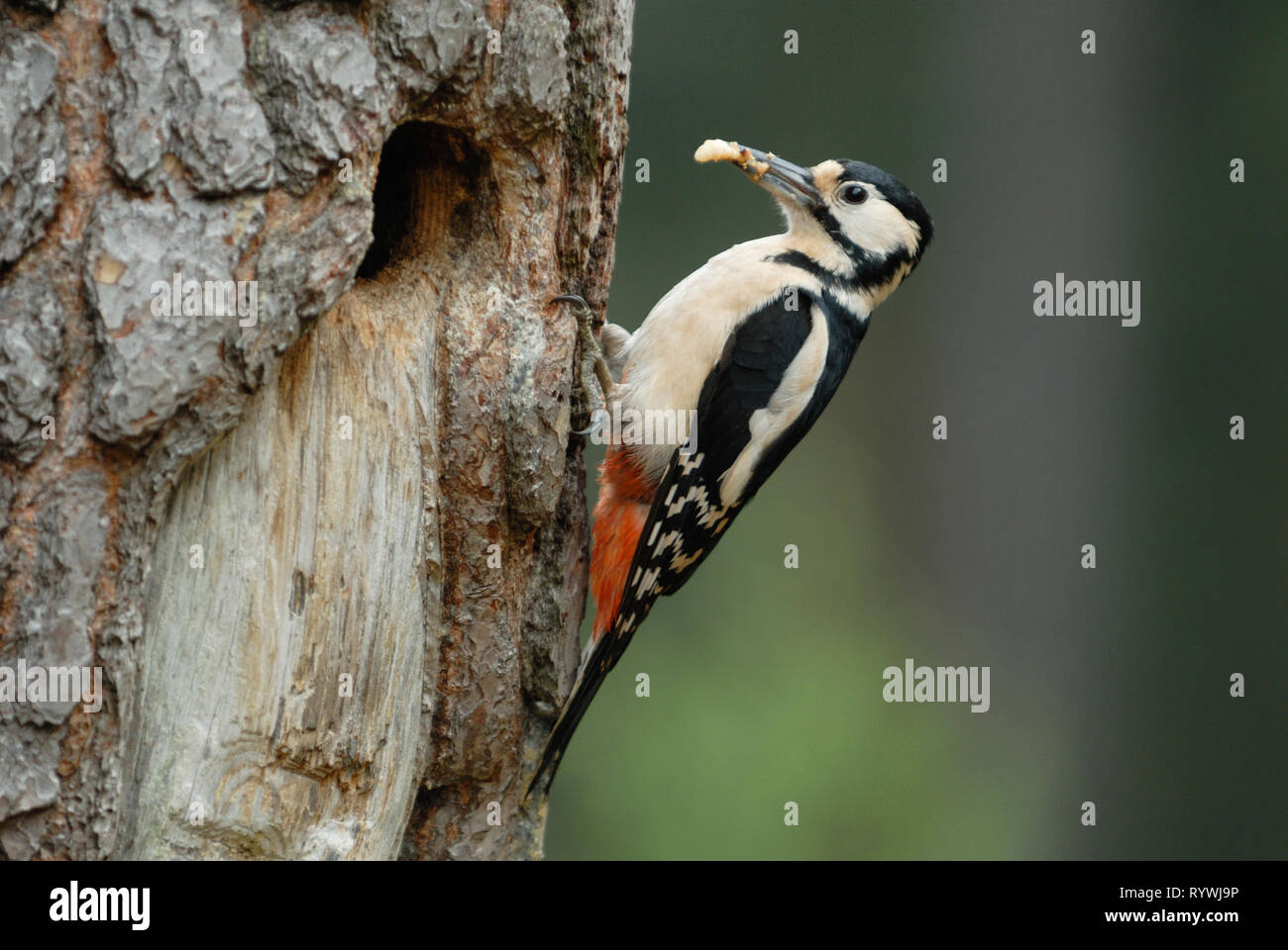 Großartig - Buntspecht (Dendrocopos major) Fütterung einen Käfer grub auf Jungen im Nest Stockfoto