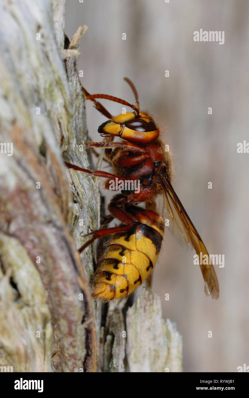 Hornisse (Vespa crabro) bis Holz Stockfoto