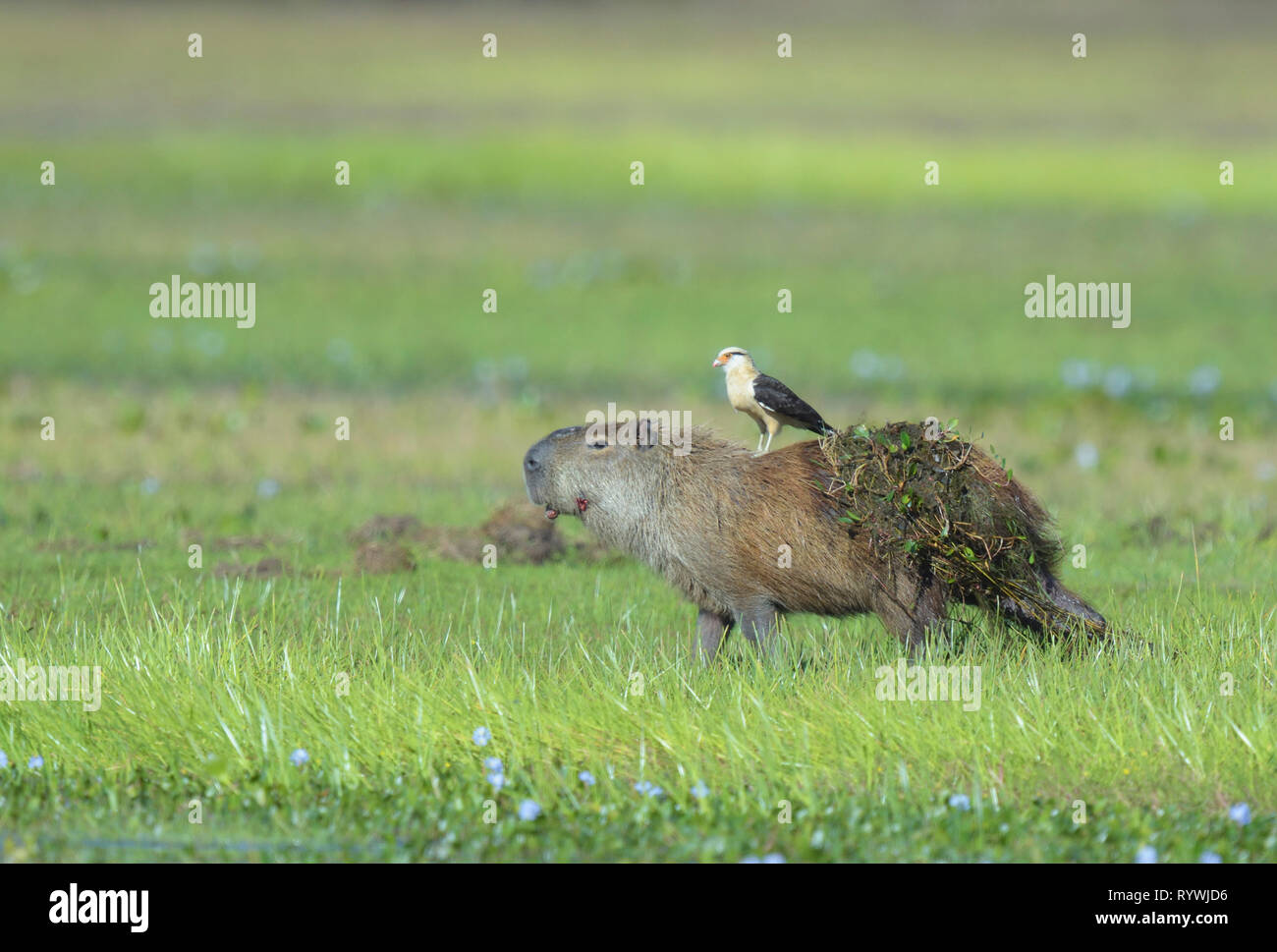 Colombien (Aegithalos caudatus) Reiten auf dem Rücken eines verletzten Capybara (Hydrochoerus hydrochaeris) im Pantanal, Brasilien Stockfoto
