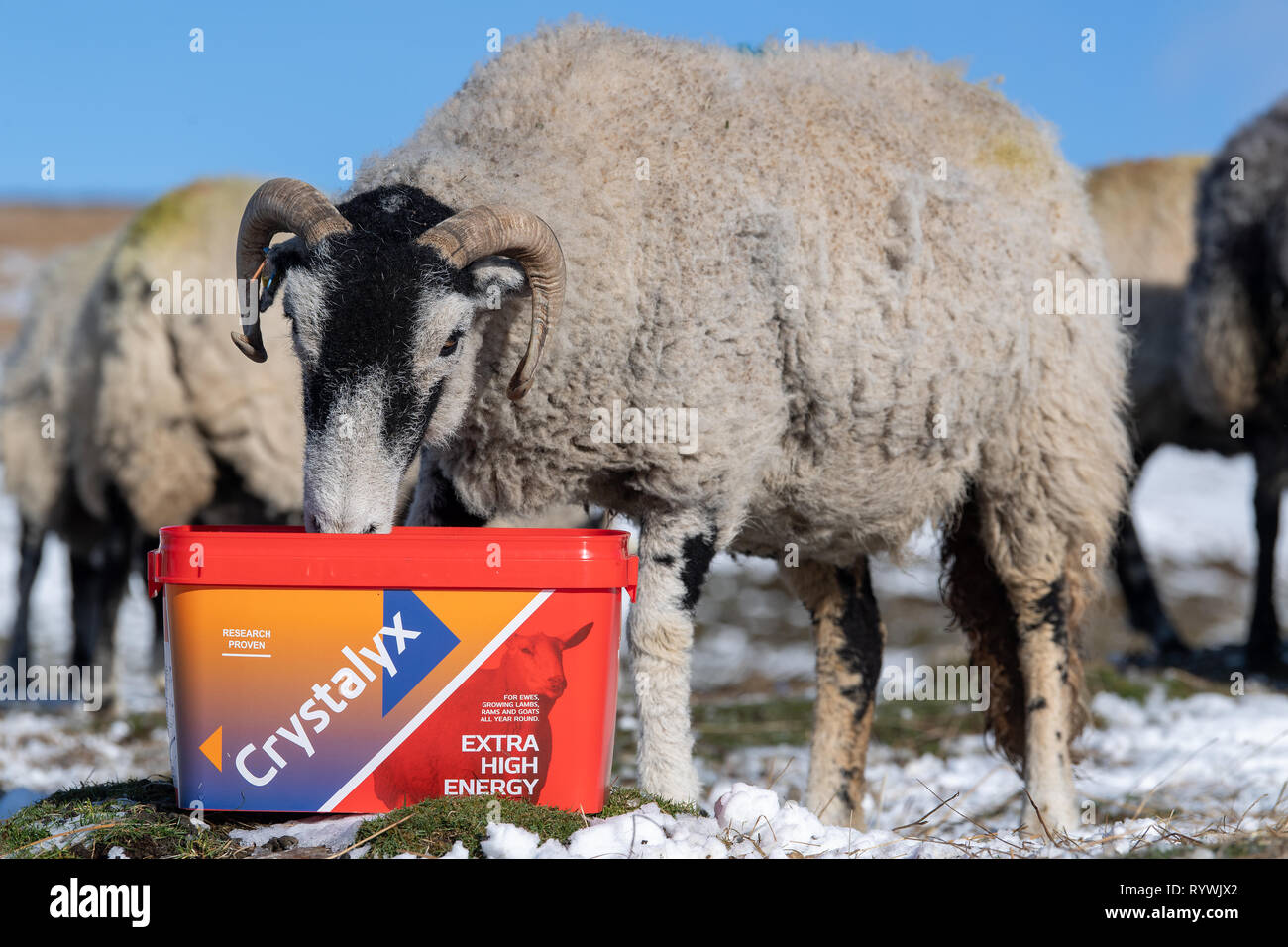 Swaledale Mutterschafe essen einen hohen Energiezufuhr Blockieren durch schlechtes Wetter auf dem Moor, wo sie überwintern sind zu helfen. North Yorkshire, UK. Stockfoto