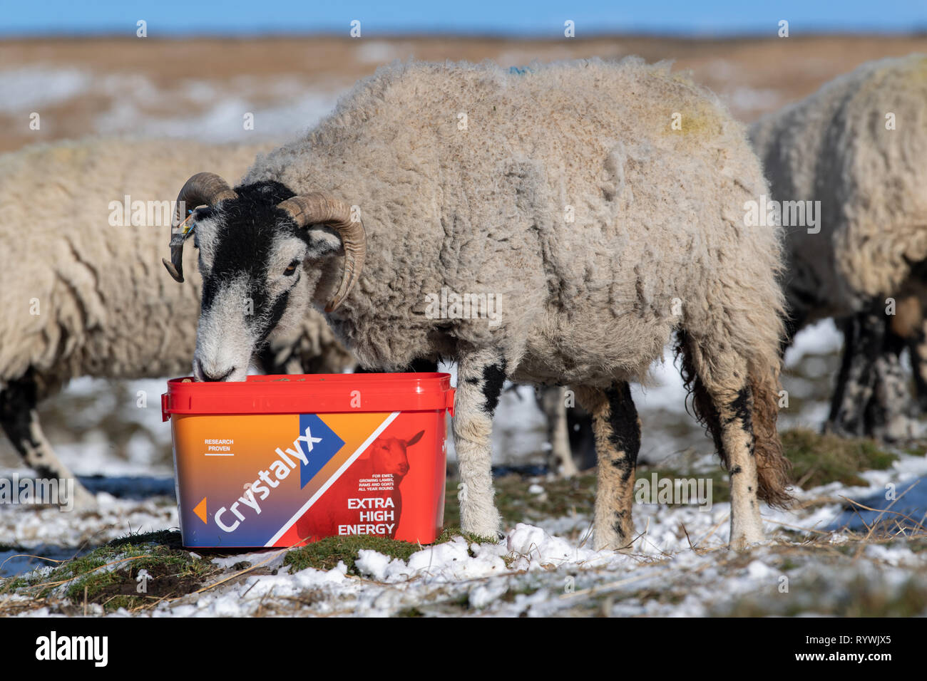Swaledale Mutterschafe essen einen hohen Energiezufuhr Blockieren durch schlechtes Wetter auf dem Moor, wo sie überwintern sind zu helfen. North Yorkshire, UK. Stockfoto