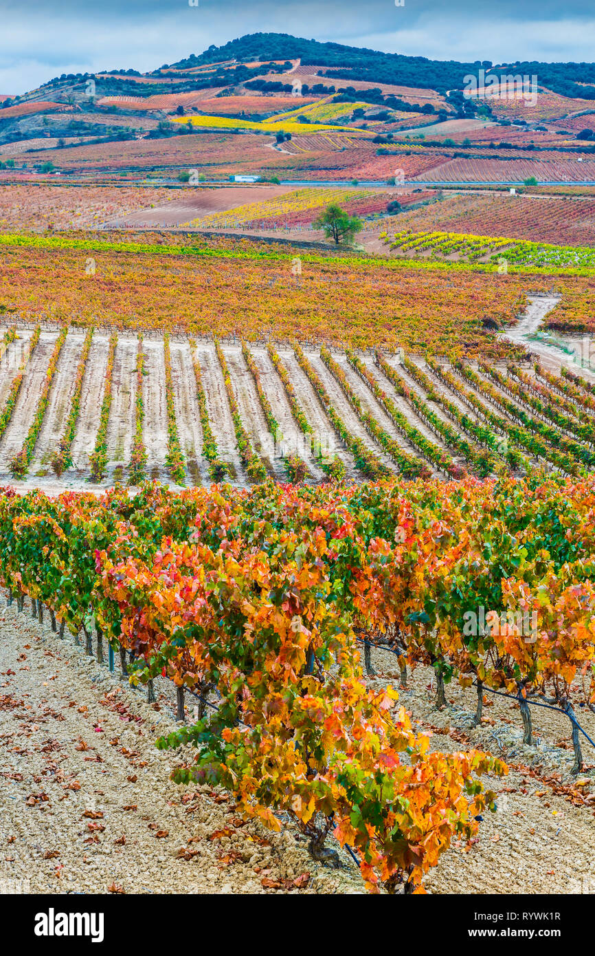 Weinberge im Herbst. Stockfoto