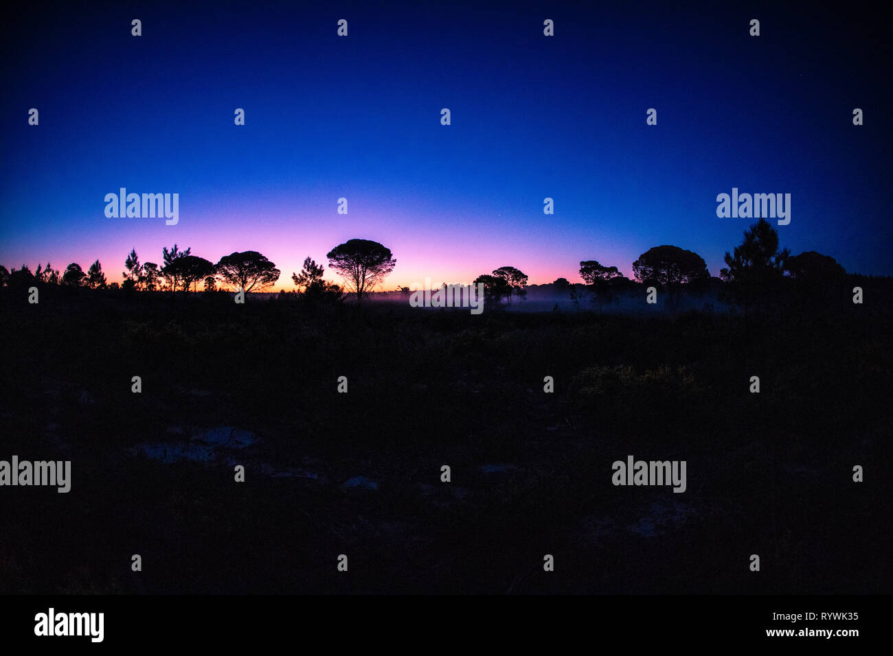 Dämmerung über den Pinienwald Comporta auf dem portugiesischen Alentejo Küste Stockfoto