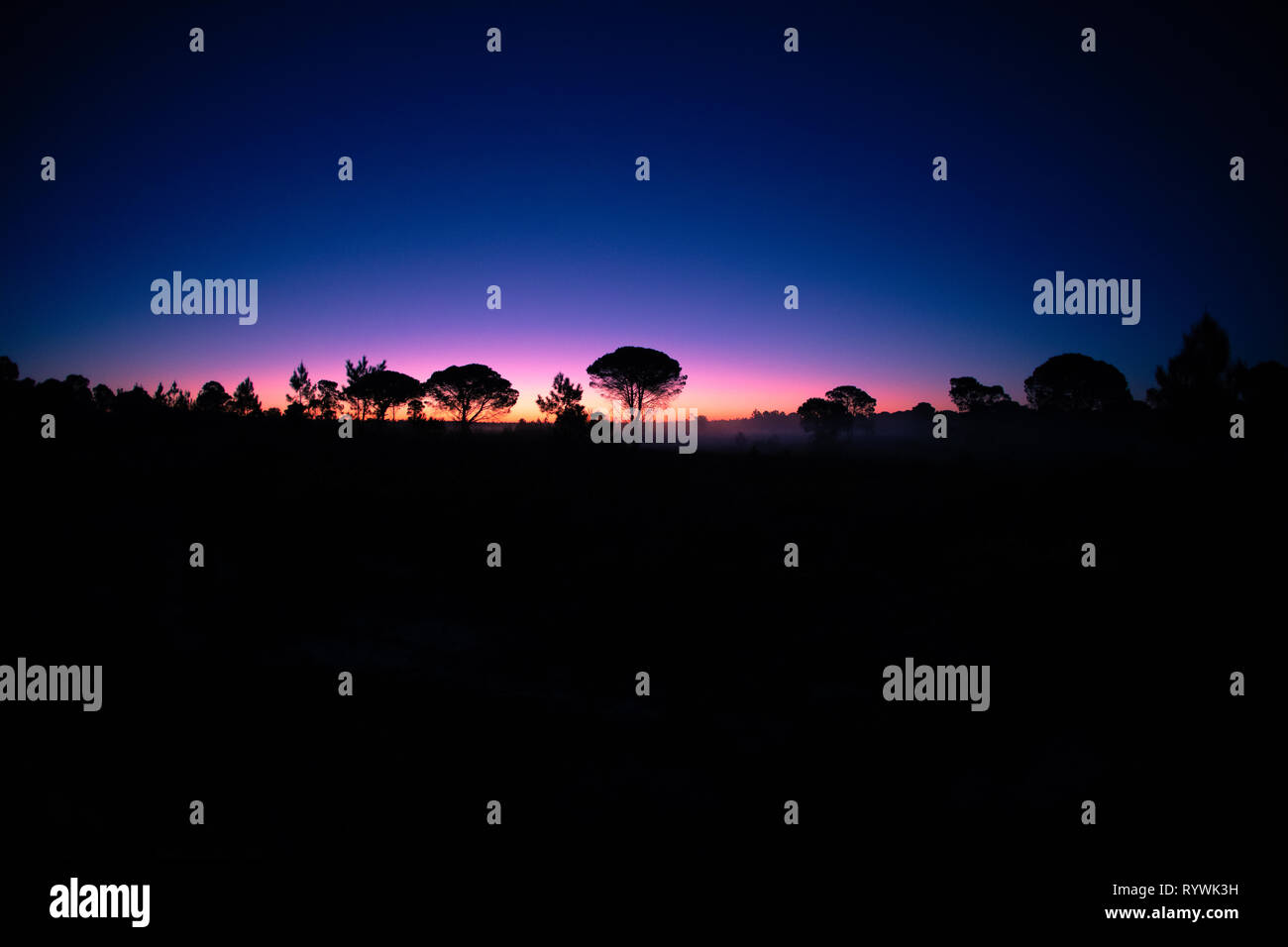 Dämmerung über den Pinienwald Comporta auf dem portugiesischen Alentejo Küste Stockfoto