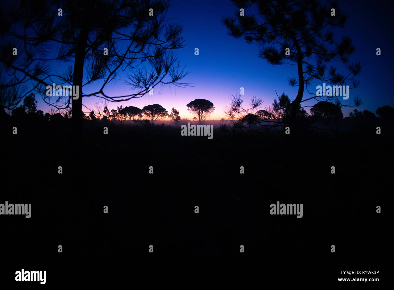 Dämmerung über den Pinienwald Comporta auf dem portugiesischen Alentejo Küste Stockfoto