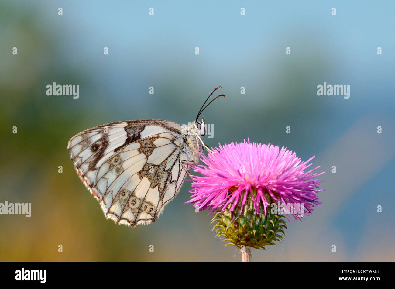 Schmetterling, Schachbrettfalter (Melanargia galathea) Stockfoto
