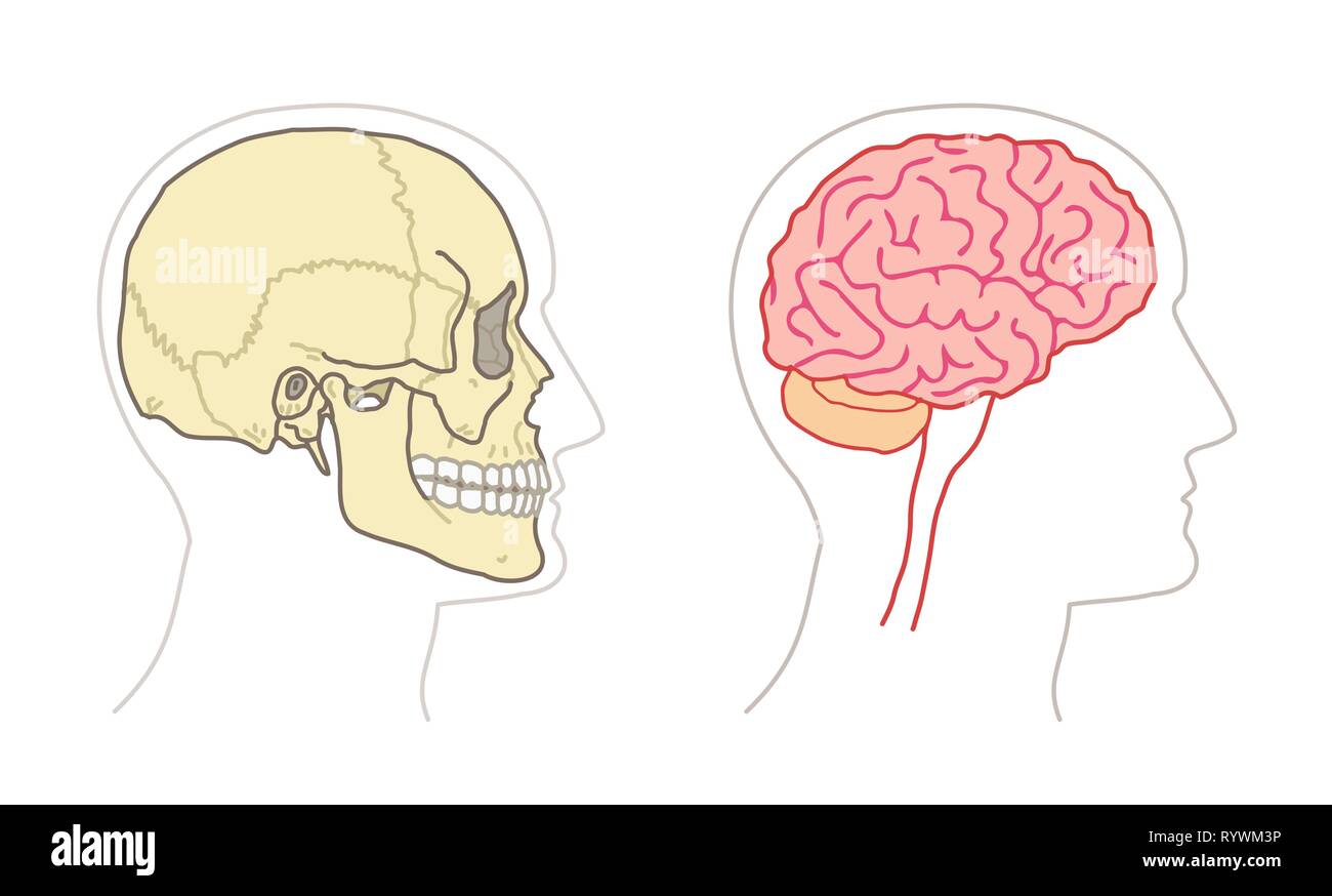 Die menschliche Anatomie Zeichnungen - Gehirn und Schädel Seite Ansichten Stock Vektor