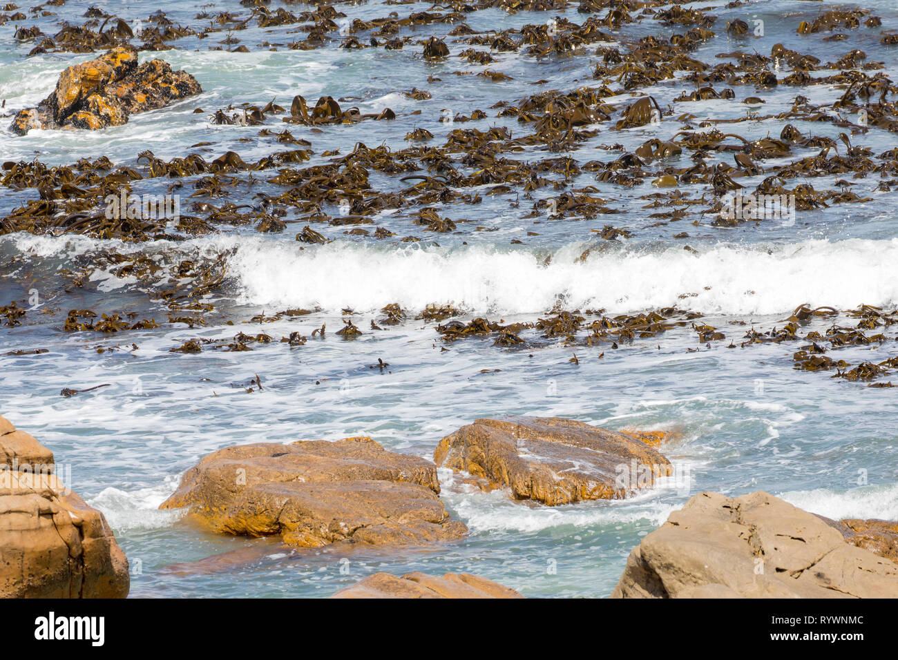 Bett von Kelp Meeresalgen, Laminariales, offshore in den brechenden Wellen am Kap Westküste, Südafrika, Nährstoff reichen kommerziellen Seetang, Jod Stockfoto