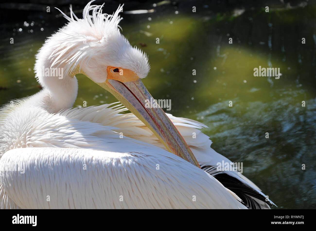 Weiße Pelikan ist Reinigung Federn in der Nähe von Wasser im sonnigen Tag Stockfoto